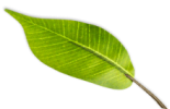 leaf 2 5